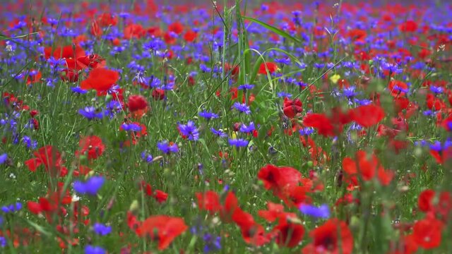 Fioritura di Castelluccio di Norcia