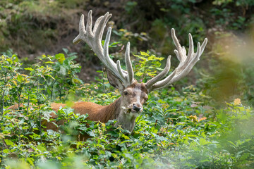 Beautiful Red deer eating leaves (Cervus elaphus) with antlers growing in velvet. On the field of National Park Hoge Veluwe in the Netherlands. Forest in the background. Wildlife in summer.