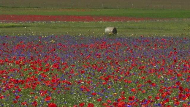Fioritura di Castelluccio di Norcia