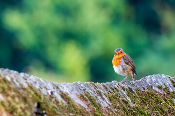 European Robin Erithacus rubecula Gazing Blurred Background O Seixo Mugardos Galicia