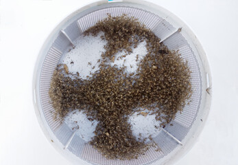 Group of Dead mosquito from insect trap in tray