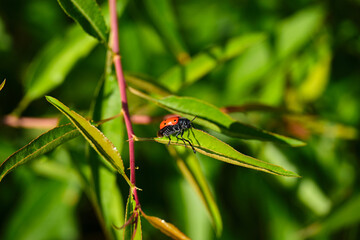 Pequeño escarabajo rojo encima de una hoja verde