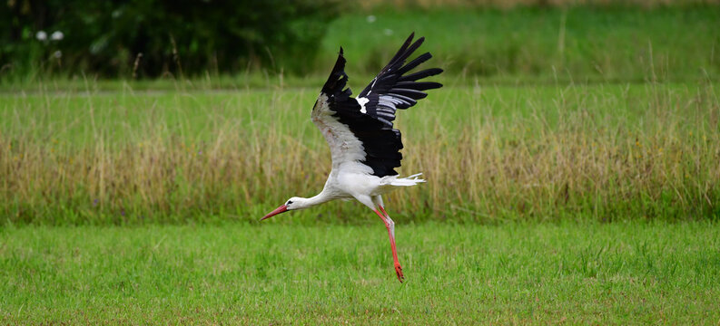 Wei&szlig;storch beim Start