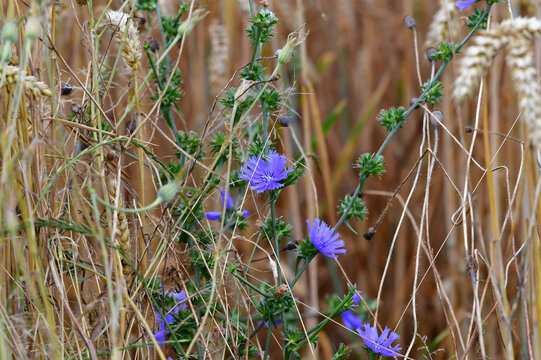 Wegwarte am Kornfeld