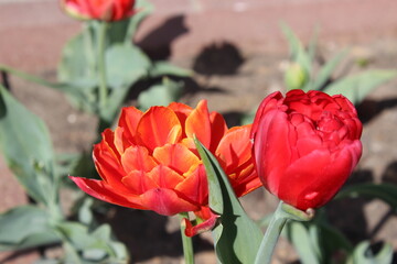 red tulips in moskov garden