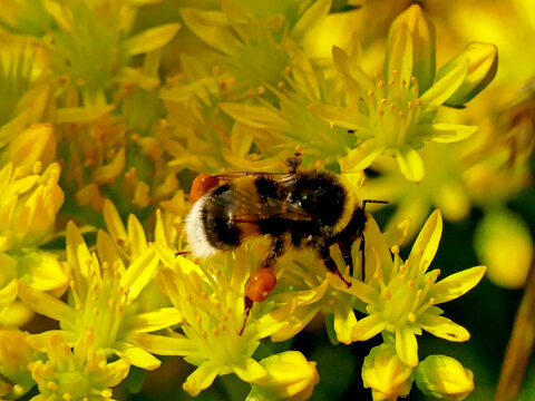 buff-tailed bumblebee on yellow flower of reflexed stonecrop