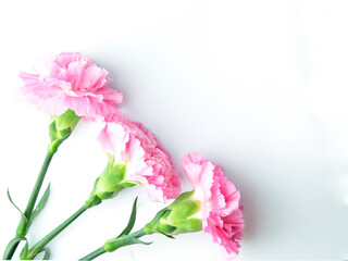 Pink flower peonies bloom isolated on white background
