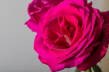 Beautiful natural roses with water drops. Nice close-up view.