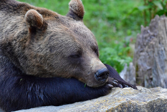 Braunb&auml;r beim ruhen 