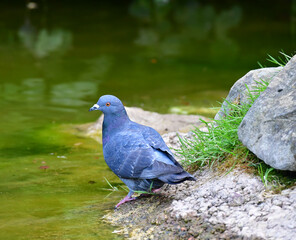 Taube am Wasser