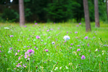 Blühwiese: Blüten der Wildblumen Wiesen-Flockenblume (Centaurea jacea) und Acker-Witwenblume (Knautia arvensis) auf einer Lichtung im Wald