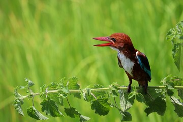 Kingfishers or Alcedinidae are a family of small to medium sized, brightly colored birds in the order Coraciiformes. Beautiful natural 
