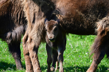 Fototapeta premium Junger Wisent