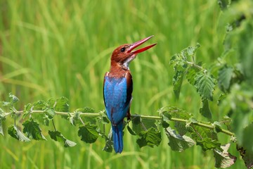 Kingfishers or Alcedinidae are a family of small to medium sized, brightly colored birds in the order Coraciiformes. Beautiful natural 