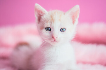 Small baby white cat sitting. Fluffy pink background. Cute animal for adoption. 