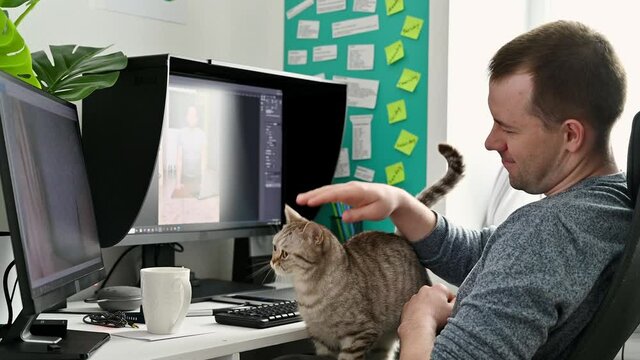 Work from home. A young man works on a computer at home. Stroking a cat of Scottish breed.
