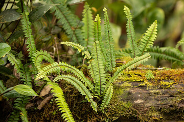Farne im Regenwald von Costa Rica