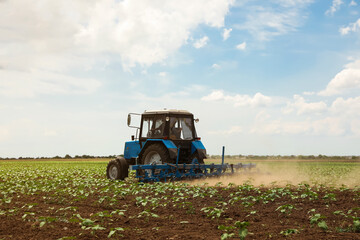 Fototapeta premium Modern tractor cultivating field of ripening sunflowers. Agricultural industry