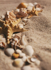 Fototapeta na wymiar Sea shell and starfish on send close up. Macro photo.