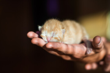 newborn baby cat on hand. hand holding little infant kitten. closed eyes.