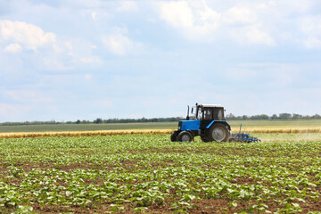 Fototapeta premium Modern tractor cultivating field of ripening sunflowers. Agricultural industry