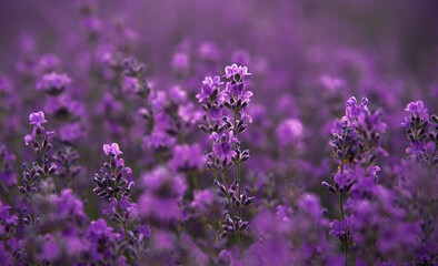 Lavender Field In Summer