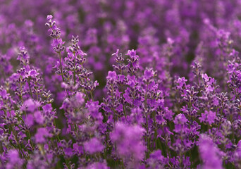 Blooming Lavender Field In Summer