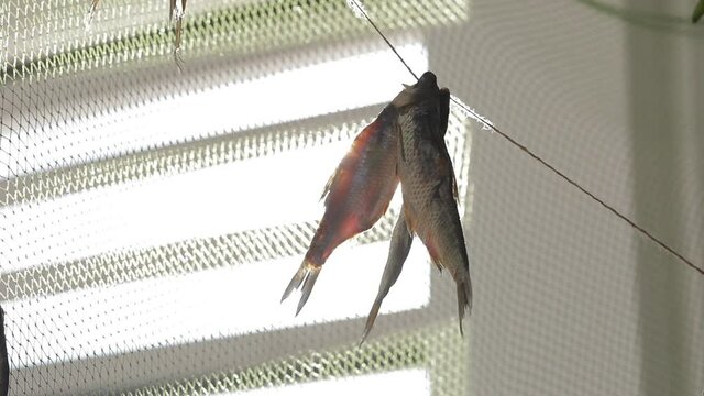 Salted fish at the market, suspended sea roach