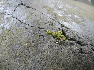 Photograph of moss and cracked concrete. Fotografia zielonego mchu na betonie.