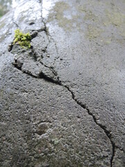 Photograph of moss and cracked concrete. Fotografia zielonego mchu na betonie. - obrazy, fototapety, plakaty