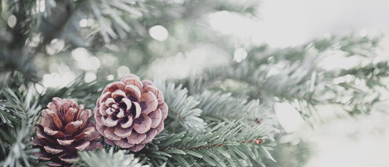 Fototapeta na wymiar Pine tree with morning on the twig leaves. cone at the end of branches, abstract nature background. Copy space.