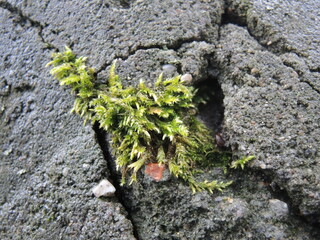 Photograph of moss and cracked concrete. Fotografia zielonego mchu na betonie.