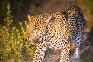 African Leopard at night