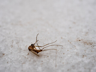 Macro close-up of a dead mosquito