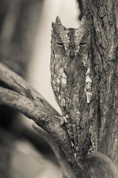 African Scops Owl Bark Camouflage In Sepia