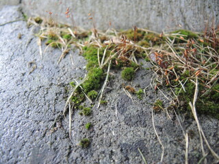 Photograph of moss and cracked concrete. Fotografia zielonego mchu na betonie.