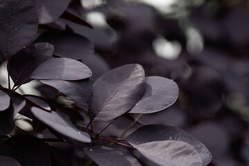 Dark red cotinus coggygria with little water drops
