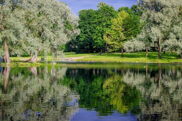 Mirror image of trees on the lake . Summer Park landscape. City park. Mirror image. Smooth surface on the lake. Landscape. Summer.