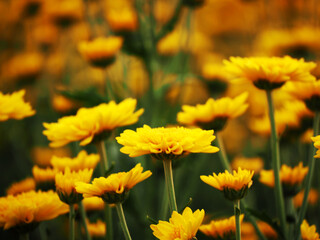 Beautiful cosmos flowers blooming in garden