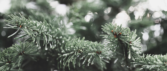 Pine tree with morning dew drops on the twig leaves. Small pine cones at the end of branches, abstract nature background.  Copy space.
