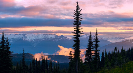 Sunset in the mountains. Amazing pink and gold colors of clouds lying on the mountains. Dark silhouettes of tall fir trees on the foreground. Mountain sunset landscape. Garibaldi lake, BC, Canada