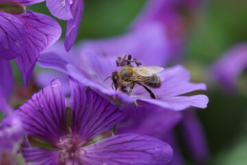 Geranium x magnificum 'Anemoniflorum' with a honey bee