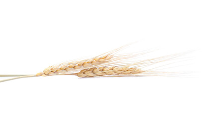 Ear of barley rice on white background