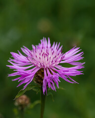 Centaurea jacea on a green meadow