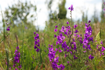 Closeup view of beautiful meadow with blooming purple flowers
