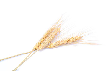 Ear of barley rice on white background