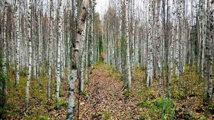 late autumn in a birch forest