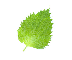 sesame leaves or perilla leaf isolated on white background
