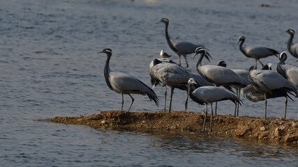 A flock of demoiselle cranes gathered for drinking water in a lake near Jodhpur in Rajasthan India