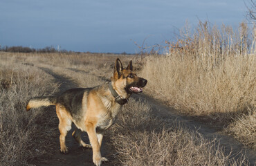 Fototapeta na wymiar german shepherd dog